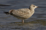 Herring gull (larus argentatus), Yverdon, Switzerland, February 2008