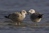 Herring and yellow-legged gulls (larus argentatus and larus michahellis), Yverdon, Switzerland, February 2008
