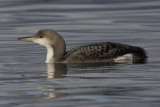 Black-throated diver, Quai de Cologny, Switzerland, February 2008