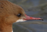 Goosander (mergus merganser), Vidy, Switzerland, February 2008