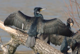 Great cormorant, Verbois, Switzerland, February 2008