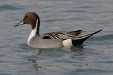 Northern pintai (anas acuta)l, Préverenges, Switzerland, February 2008