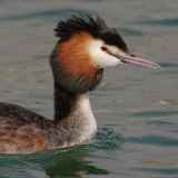 Great crested grebe, Portalban, Switzerland, March 2008