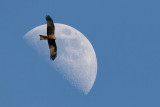 Black kite, Echandens, Switzerland, March 2008