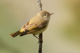 Western Bonellis warbler (pouillot de Bonelli), Varen, Switzerland, May 2008