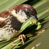 Italian sparrow (House x Spanish sparrow), Plakias, Crete, May 2008