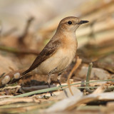 Eastern black-eared wheatear (oenanthe melanoleuca), Achladia, Crete, May 2008