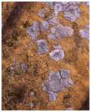 Lichen abstract (1)