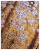 Lichen abstract (2)