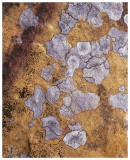 Lichen abstract (3)