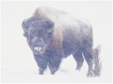 Buffalo in winter .jpg