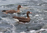 Greater White-fronted Goose