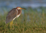 Tricolored Heron