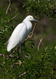 Snowy Egret