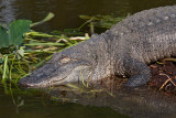 American Alligator