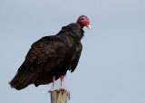 Turkey Vulture