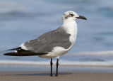 Laughing Gull