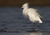 Reddish Egret