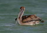 Brown Pelican