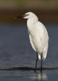 Reddish Egret