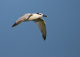 Sandwich Tern