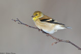 American Goldfinch