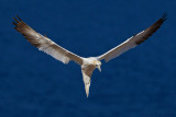 Northern Gannet