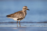 Black-bellied Plover