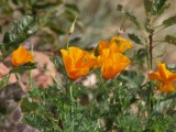 California Poppies