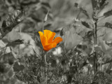 California Poppies