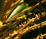 Greater Antillean Oriole 