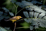 Prairie Warbler