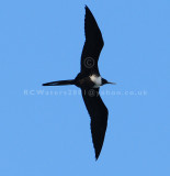 Magnificent Frigatebird