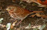 Fox Sparrow (Passerella iliaca)