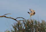 Peregrine Falcon (Falco peregrinus) takes off - Ottawa