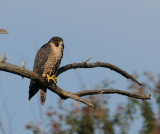 Peregrine Falcon (Falco peregrinus) Ottawa River