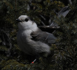 Gray Jay(Perisoreus canadensis)