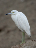 coolbird03.jpg