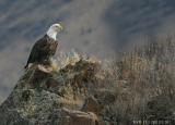 joda_eagle01_web-smaller.jpg