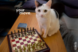 your-move01.jpg