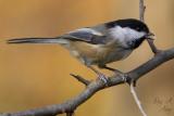 December 2, 2005: Black-capped Chickadee