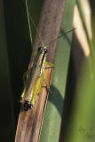 March 6, 2006: Grasshopper