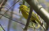 April 27, 2006: Yellow Warbler