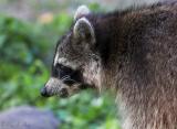 April 29, 2006: Raccoon Profile