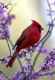 June 8, 2006: Northern Cardinal