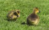 June 9, 2006: Gosling