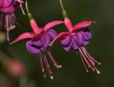 June 10, 2006: Fuschia