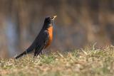 June 27, 2006: American Robin