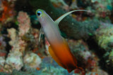 Red Fire Goby