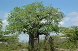 Baob Tree